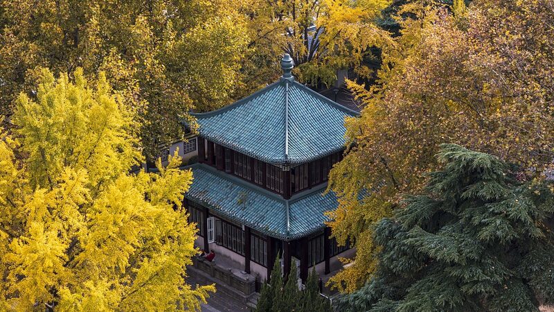 Golden_Ginkgo_Season_Enchants_Visitors_at_Nanjing_s_Xuanwu_Lake - My Global News: Voices of a New Era Golden_Ginkgo_Season_Enchants_Visitors_at_Nanjing_s_Xuanwu_Lake
