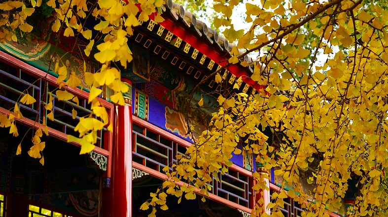 Golden_Ginkgo_Trees_Illuminate_Zhongshan_Park_in_Beijing