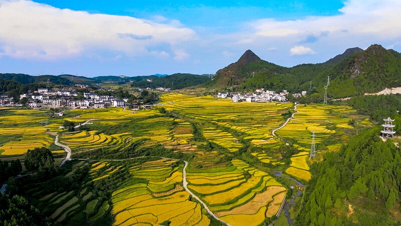 Golden_Harvest__Guojiawan_Village_Reaps_Abundant_Rice_in_Guizhou - My Global News: Voices of a New Era Golden_Harvest__Guojiawan_Village_Reaps_Abundant_Rice_in_Guizhou