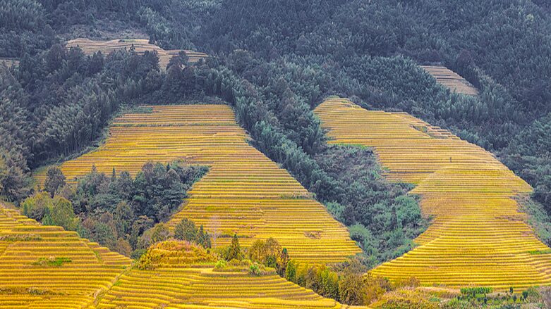 Golden_Harvest__Longji_Rice_Terraces_Shine_During_Peak_Season