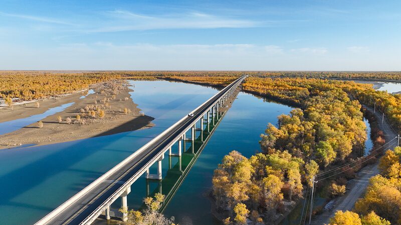 Golden_Poplar_Trees_Transform_Xinjiang_s_Tarim_River_Landscape - My Global News: Voices of a New Era Golden_Poplar_Trees_Transform_Xinjiang_s_Tarim_River_Landscape