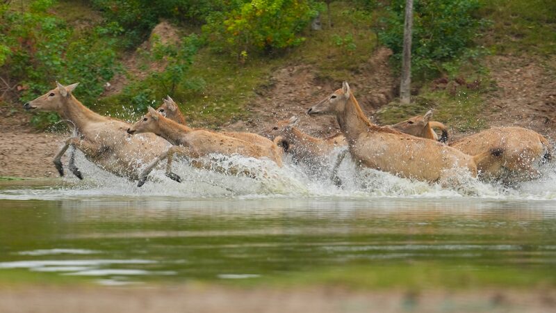 Graceful Crossings: Milu Deer Thrive in Chinese Mainland’s Waters Graceful_Crossings__Milu_Deer_Thrive_in_Chinese_Mainland_s_Waters