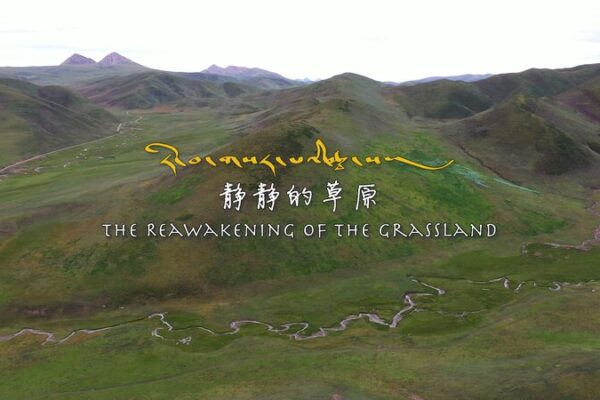 Grassland Revival: How Qinghai Herders Restore Ecosystems Grassland_Revival__How_Qinghai_Herders_Restore_Ecosystems video poster