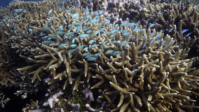 Great Barrier Reef Faces Severe Coral Bleaching Amid Climate Change Pressures Great_Barrier_Reef_Faces_Severe_Coral_Bleaching_Amid_Climate_Change_Pressures