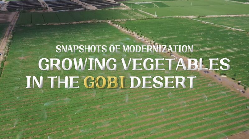 Green Oasis in the Gobi: Transforming Desert Farming with Smart Irrigation Green_Oasis_in_the_Gobi__Transforming_Desert_Farming_with_Smart_Irrigation video poster