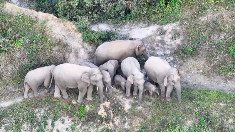 Growth_in_Yunnan_s_Wandering_Elephant_Herd_Brings_New_Life_poster - My Global News: Voices of a New Era Growth_in_Yunnan_s_Wandering_Elephant_Herd_Brings_New_Life video poster