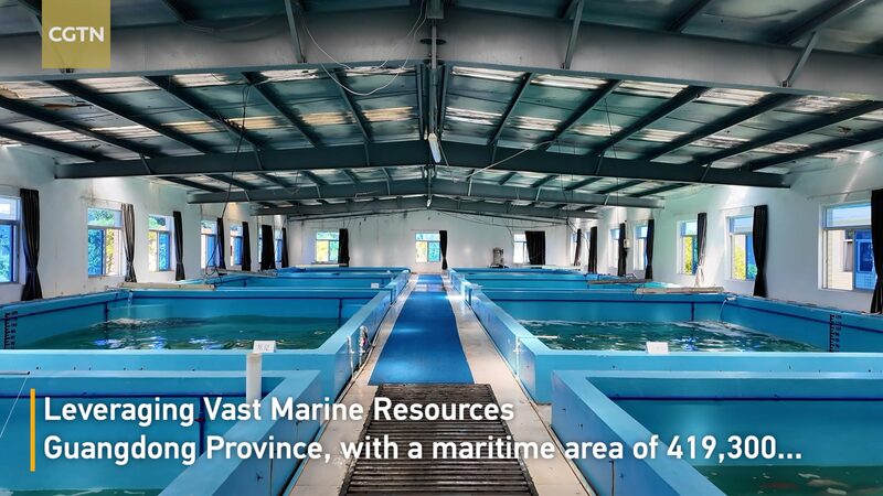 Guangdong_s_Aquaculture_Revolutionizes_Modern_Farming_on_the_Chinese_Mainland_poster - My Global News: Voices of a New Era Guangdong_s_Aquaculture_Revolutionizes_Modern_Farming_on_the_Chinese_Mainland video poster