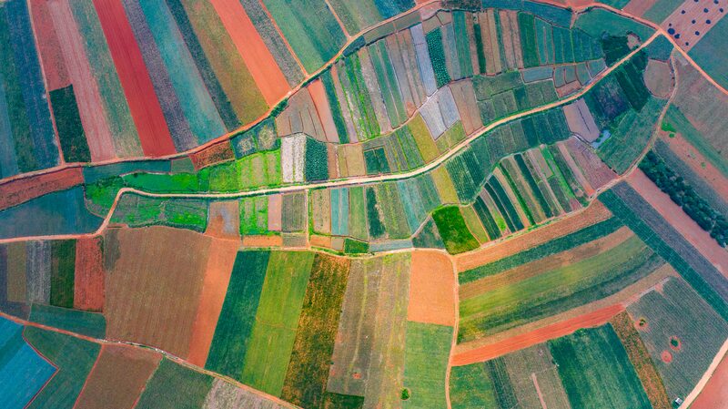 Guangdong_s_Pineapple_Sea__Xuwen_County_s_Vibrant_Fields_Boost_Tourism