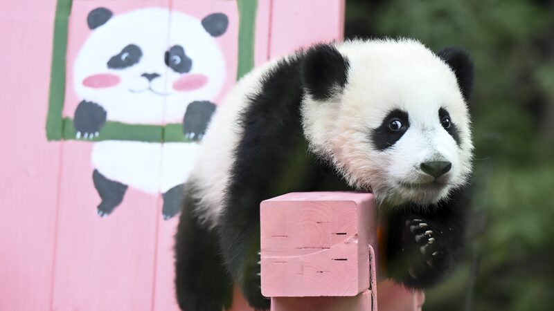 Guangzhou_Celebrates_Mei_Zhu_s_Six_Month_Milestone