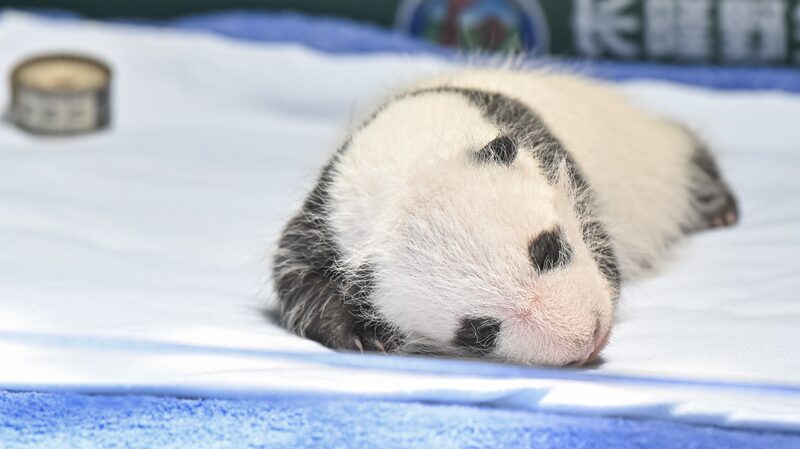 Guangzhou_s_Adorable_Panda_Cub_Celebrates_One_Month_Milestone
