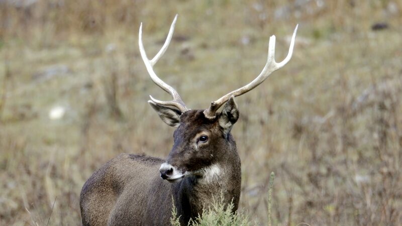 Guardians_of_Sichuan_s_Thorold_s_Deer__A_Conservation_Journey_poster - My Global News: Voices of a New Era Guardians_of_Sichuan_s_Thorold_s_Deer__A_Conservation_Journey video poster