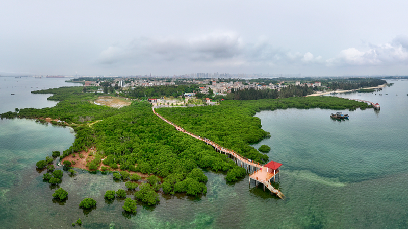 Guardians of the Mangroves: Zhanjiang Police Combat Illegal Peanut Worm Digging Guardians_of_the_Mangroves__Zhanjiang_Police_Combat_Illegal_Peanut_Worm_Digging