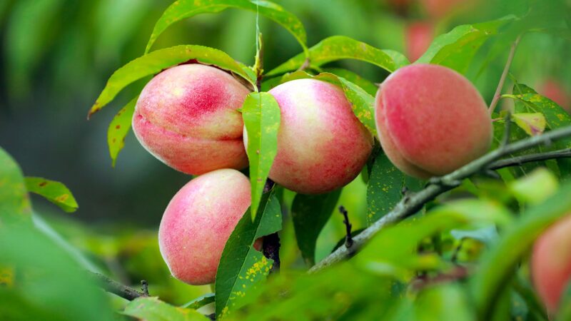 Guizhou_s_Stone_Mountains_Bloom_with_Bountiful_Peach_Harvest