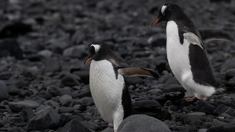 H5N1_Bird_Flu_Spreads_Among_Antarctica_s_Penguin_Populations