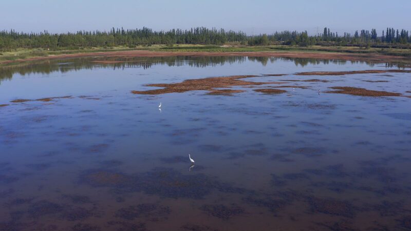 Haba_Lake_s_Green_Miracle__Turning_Desert_into_Wildlife_Paradise video poster