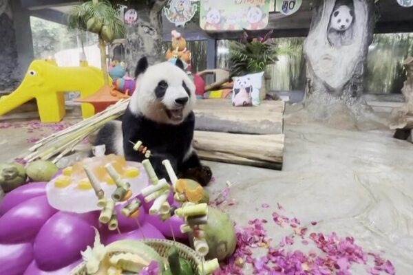 Hainan_Celebrates_Five_Year_Anniversary_of_Giant_Pandas_Gong_Gong_and_Shun_Shun - My Global News: Voices of a New Era Hainan_Celebrates_Five_Year_Anniversary_of_Giant_Pandas_Gong_Gong_and_Shun_Shun