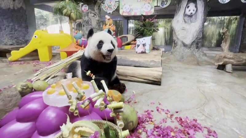Hainan_Celebrates_Five_Year_Anniversary_of_Giant_Pandas_Gong_Gong_and_Shun_Shun - My Global News: Voices of a New Era Hainan_Celebrates_Five_Year_Anniversary_of_Giant_Pandas_Gong_Gong_and_Shun_Shun