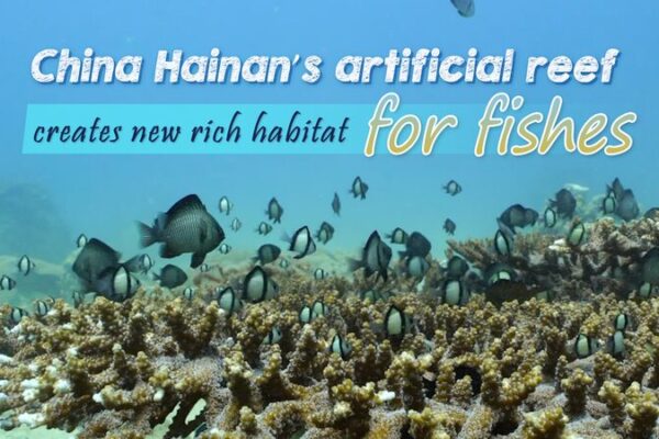 Hainan’s Artificial Reefs Transform Marine Habitats, Boost Fish Populations Hainan_s_Artificial_Reefs_Transform_Marine_Habitats__Boost_Fish_Populations video poster