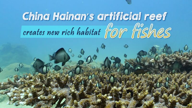 Hainan_s_Artificial_Reefs_Transform_Marine_Habitats__Boost_Fish_Populations_poster - My Global News: Voices of a New Era Hainan_s_Artificial_Reefs_Transform_Marine_Habitats__Boost_Fish_Populations video poster