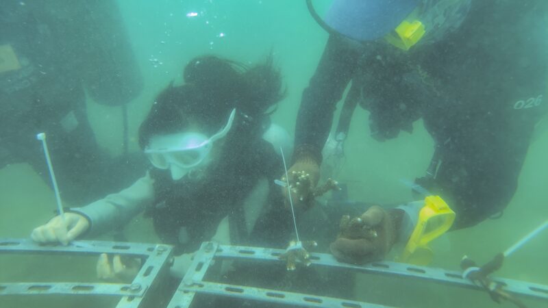 Hainan_s_Coral_Planting_Boosts_Marine_Ecosystems