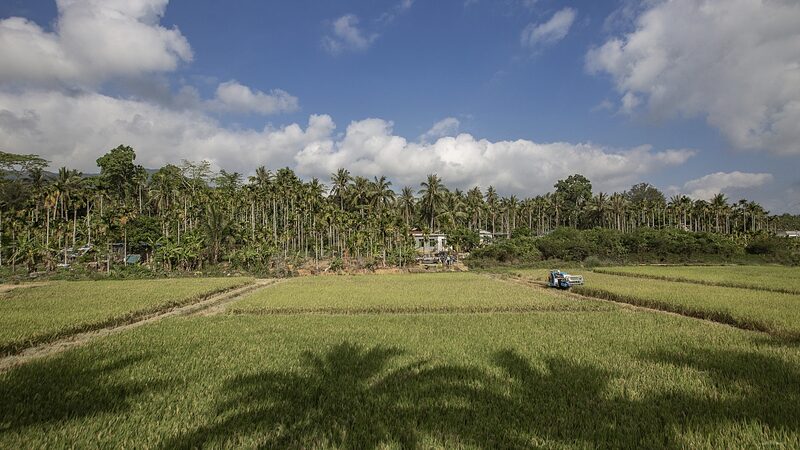 Hainan_s_Tropical_Expertise_Fuels_Agricultural_Growth_in_Africa video poster