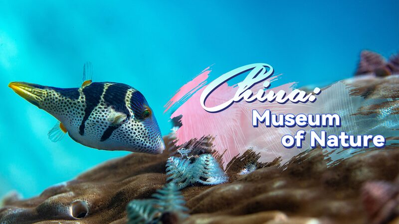 Hainan_s_Underwater_Rainforest__A_Success_Story_of_Conservation video poster