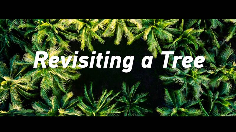 Han_Bin_Revisits_Special_Tree_on_Zhaoshu_Island__An_8_Year_Journey_poster - My Global News: Voices of a New Era Han_Bin_Revisits_Special_Tree_on_Zhaoshu_Island__An_8_Year_Journey video poster