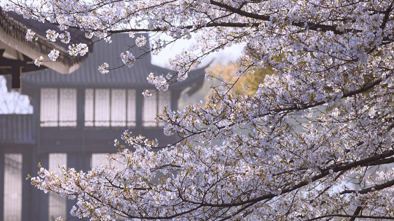 Hangzhou_s_Quyuan_Fenghe_Park__Where_Spring_Blooms_Meet_Timeless_Tradition