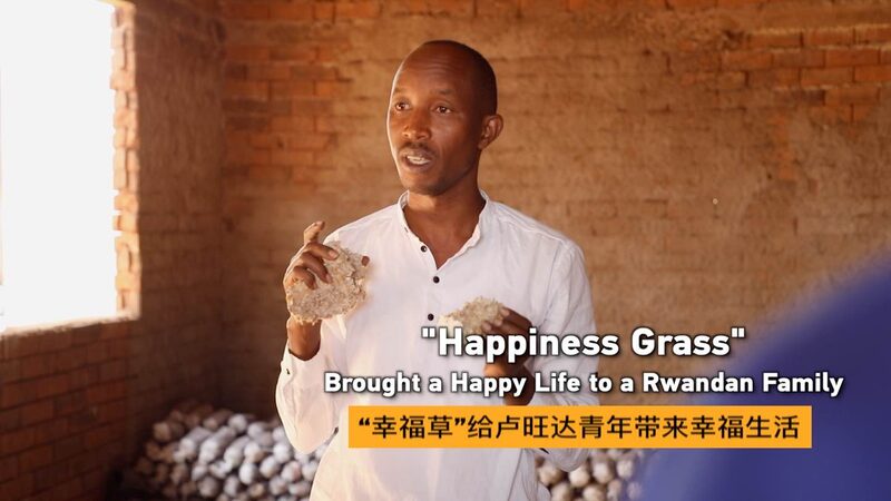 Happiness_Grass__Transforms_Rwandan_Family_s_Life_with_Juncao_Technology_poster - My Global News: Voices of a New Era _Happiness_Grass__Transforms_Rwandan_Family_s_Life_with_Juncao_Technology video poster