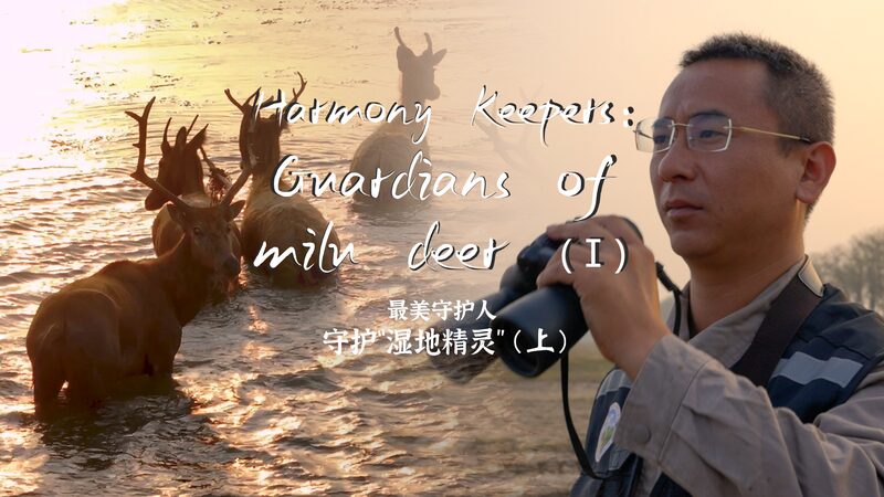 Harmony_Keepers__Heroes_Protecting_the_Milu_Deer_in_Jiangsu video poster