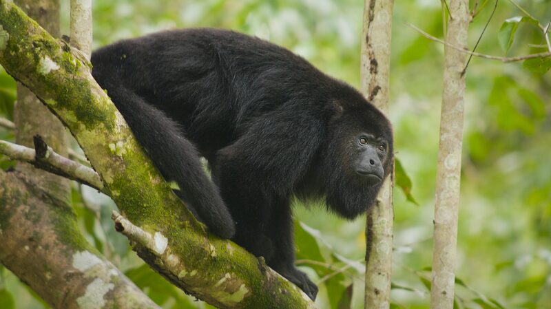 Heat_Wave_in_Mexico_Triggers_Mass_Deaths_of_Howler_Monkeys