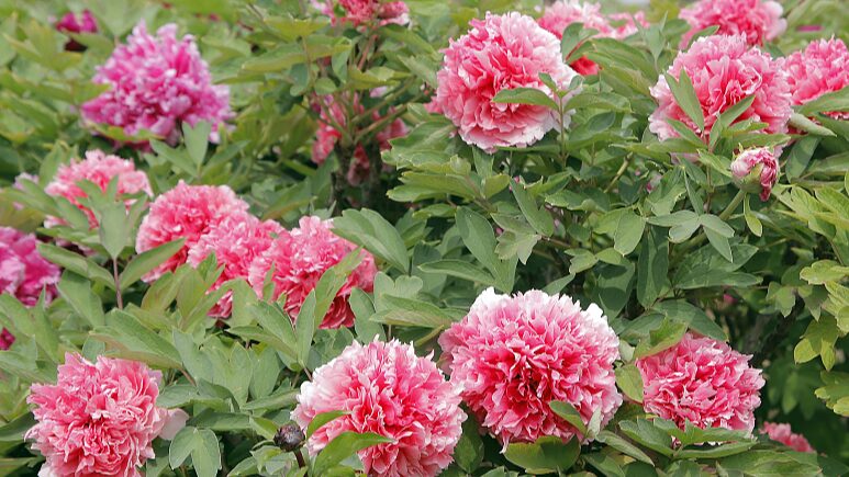 Heze City Blooms: 33rd International Peony Festival Showcases 1,200+ Varieties Heze_City_Blooms__33rd_International_Peony_Festival_Showcases_1_200__Varieties