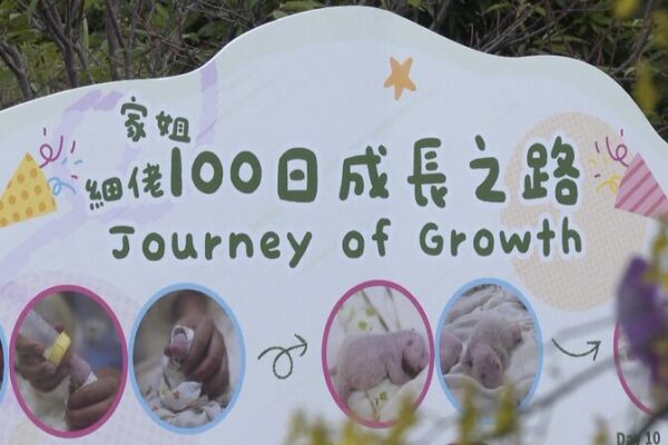 Hong Kong Celebrates 100 Days of Adorable Panda Twins at Ocean Park Hong_Kong_Celebrates_100_Days_of_Adorable_Panda_Twins_at_Ocean_Park