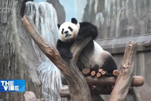 Hong_Kong_Welcomes_New_Giant_Pandas_to_Boost_Tourism video poster