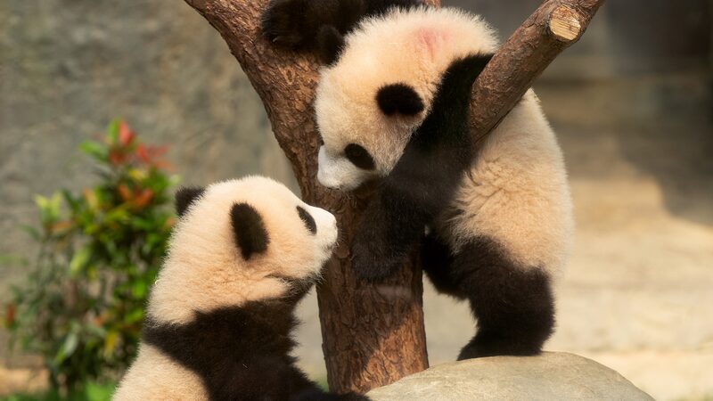 Hong_Kong_s_First_Giant_Panda_Cubs_Debut_to_Public_Excitement - My Global News: Voices of a New Era Hong_Kong_s_First_Giant_Panda_Cubs_Debut_to_Public_Excitement