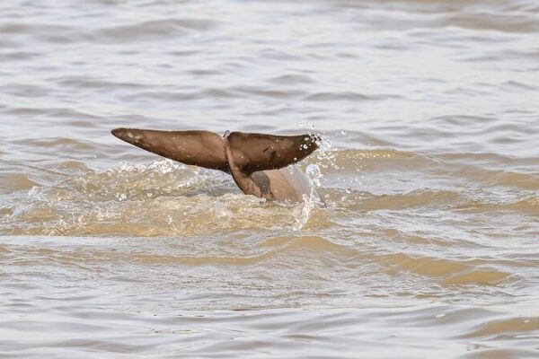 Hope on the Horizon: Yangtze Finless Porpoises Thrive in Jiangsu Province Hope_on_the_Horizon__Yangtze_Finless_Porpoises_Thrive_in_Jiangsu_Province