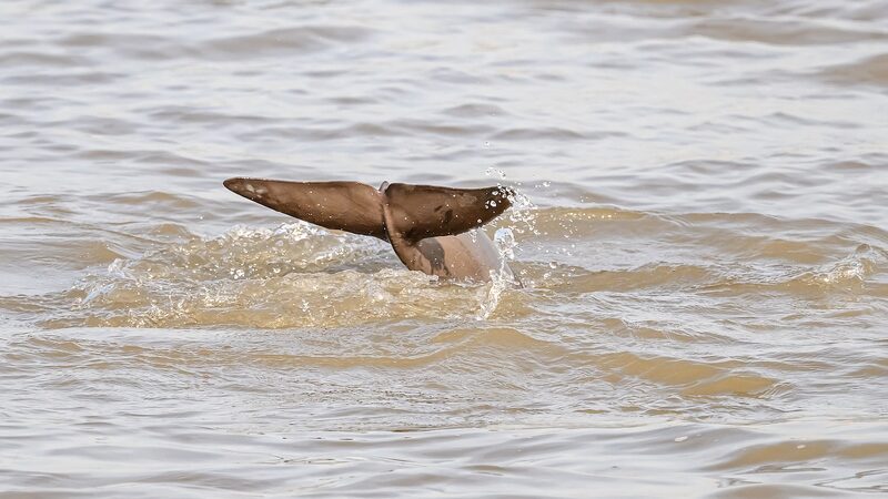 Hope_on_the_Horizon__Yangtze_Finless_Porpoises_Thrive_in_Jiangsu_Province - My Global News: Voices of a New Era Hope_on_the_Horizon__Yangtze_Finless_Porpoises_Thrive_in_Jiangsu_Province
