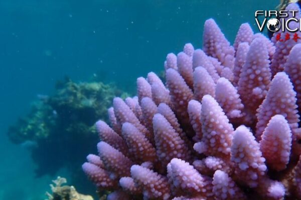 Huangyan Dao Shines with Healthy Coral Ecosystem: Latest Ecological Report Huangyan_Dao_Shines_with_Healthy_Coral_Ecosystem__Latest_Ecological_Report