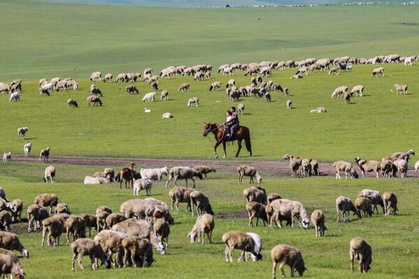 Hulun_Buir_Grassland__Inner_Mongolia_s_Pristine_Natural_Paradise