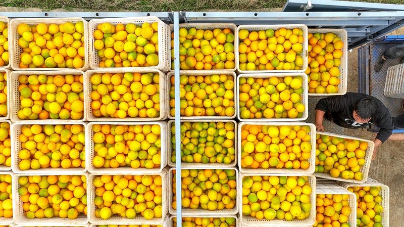 Hunan_s_Navel_Oranges_See_Record_Harvest_Boosting_Local_Economy - My Global News: Voices of a New Era Hunan_s_Navel_Oranges_See_Record_Harvest_Boosting_Local_Economy