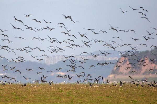 Hundreds_of_Thousands_of_Migratory_Birds_Seek_Winter_Refuge_at_Poyang_Lake