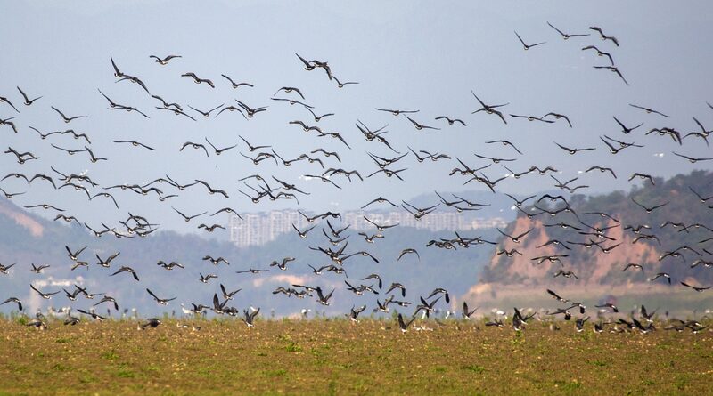 Hundreds_of_Thousands_of_Migratory_Birds_Seek_Winter_Refuge_at_Poyang_Lake - My Global News: Voices of a New Era Hundreds_of_Thousands_of_Migratory_Birds_Seek_Winter_Refuge_at_Poyang_Lake