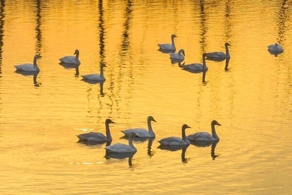 Hundreds of Young Swans Thrive in Mild East China Winter Hundreds_of_Young_Swans_Thrive_in_Mild_East_China_Winter