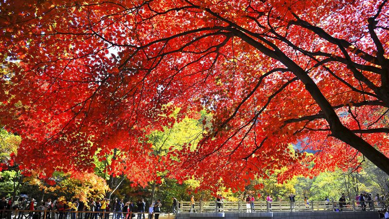 Immerse Yourself in Guanmenshan’s Stunning Maple Leaves Festival this October Immerse_Yourself_in_Guanmenshan_s_Stunning_Maple_Leaves_Festival_this_October video poster