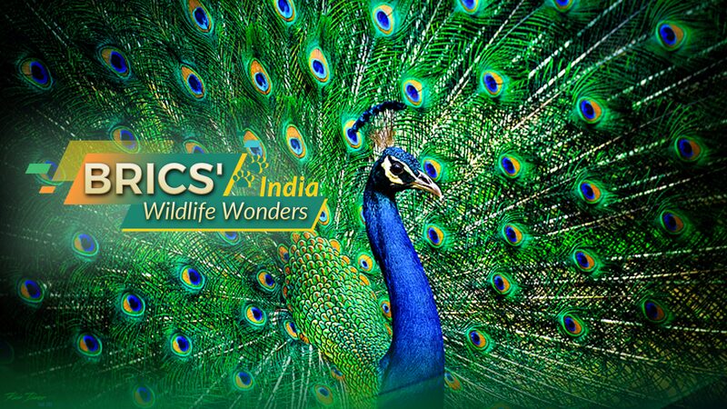 India_s_Vibrant_Biodiversity__The_Resurgence_of_the_Indian_Peafowl - My Global News: Voices of a New Era India_s_Vibrant_Biodiversity__The_Resurgence_of_the_Indian_Peafowl