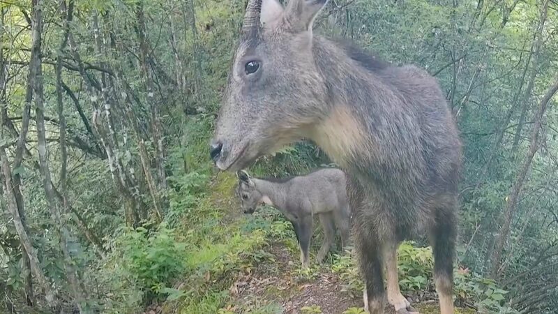 Infrared_Camera_Captures_Heartwarming_Bond_of_Vulnerable_Chinese_Goral_in_Hubei_poster - My Global News: Voices of a New Era Infrared_Camera_Captures_Heartwarming_Bond_of_Vulnerable_Chinese_Goral_in_Hubei video poster