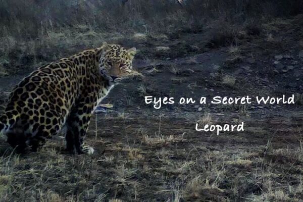 Infrared_Cameras_Capture_Rare_Leopard_Family_in_Ningxia