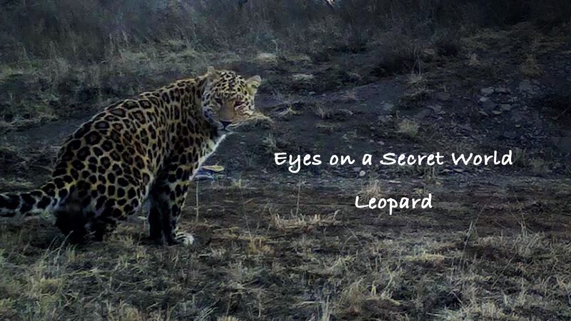 Infrared_Cameras_Capture_Rare_Leopard_Family_in_Ningxia