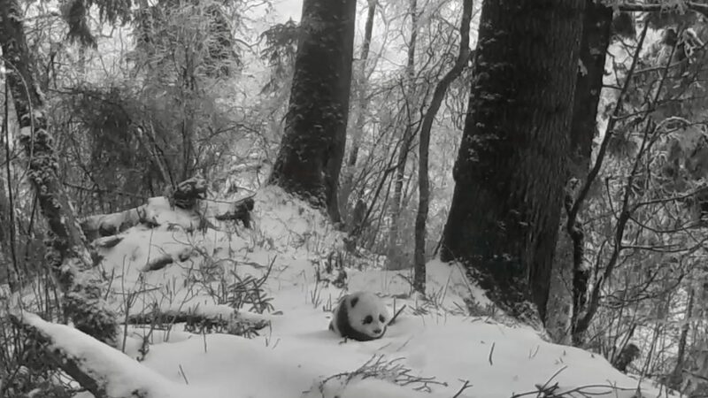 Infrared Cameras Capture Rare Wild Panda Cub in Sichuan Infrared_Cameras_Capture_Rare_Wild_Panda_Cub_in_Sichuan video poster