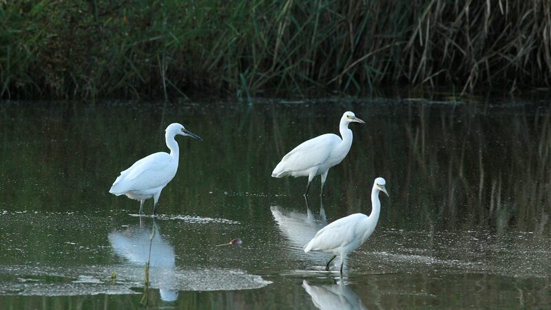 Inside_Caofeidian_Wetland__Discovering_China_s_Graceful_Egrets_poster - My Global News: Voices of a New Era Inside_Caofeidian_Wetland__Discovering_China_s_Graceful_Egrets video poster